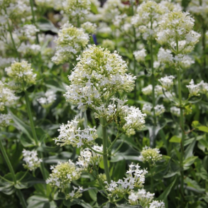 Centranthus ruber Albus - Sporebaldrian