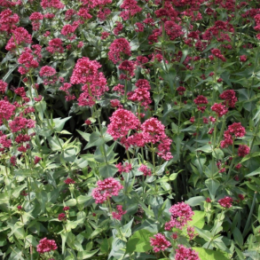 Centranthus ruber Rosenrot - Sporebaldrian