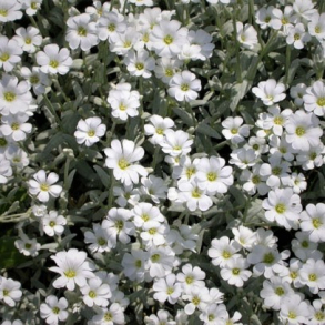 Cerastium tomentosum Silberteppich - Gr�bladet h�nsetarm