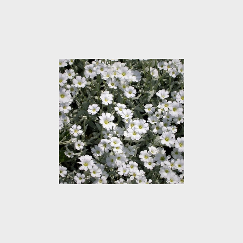 Cerastium tomentosum Silberteppich - Gr�bladet h�nsetarm