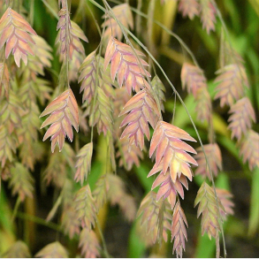 Chasmanthium latifolium - Bredbladet spidsgr�s