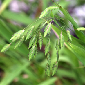 Chasmanthium latifolium Little Tickler -  Bredbladet spidsgr�s 