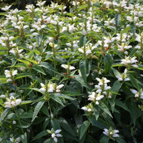 Chelone obliqua Alba - Duehoved