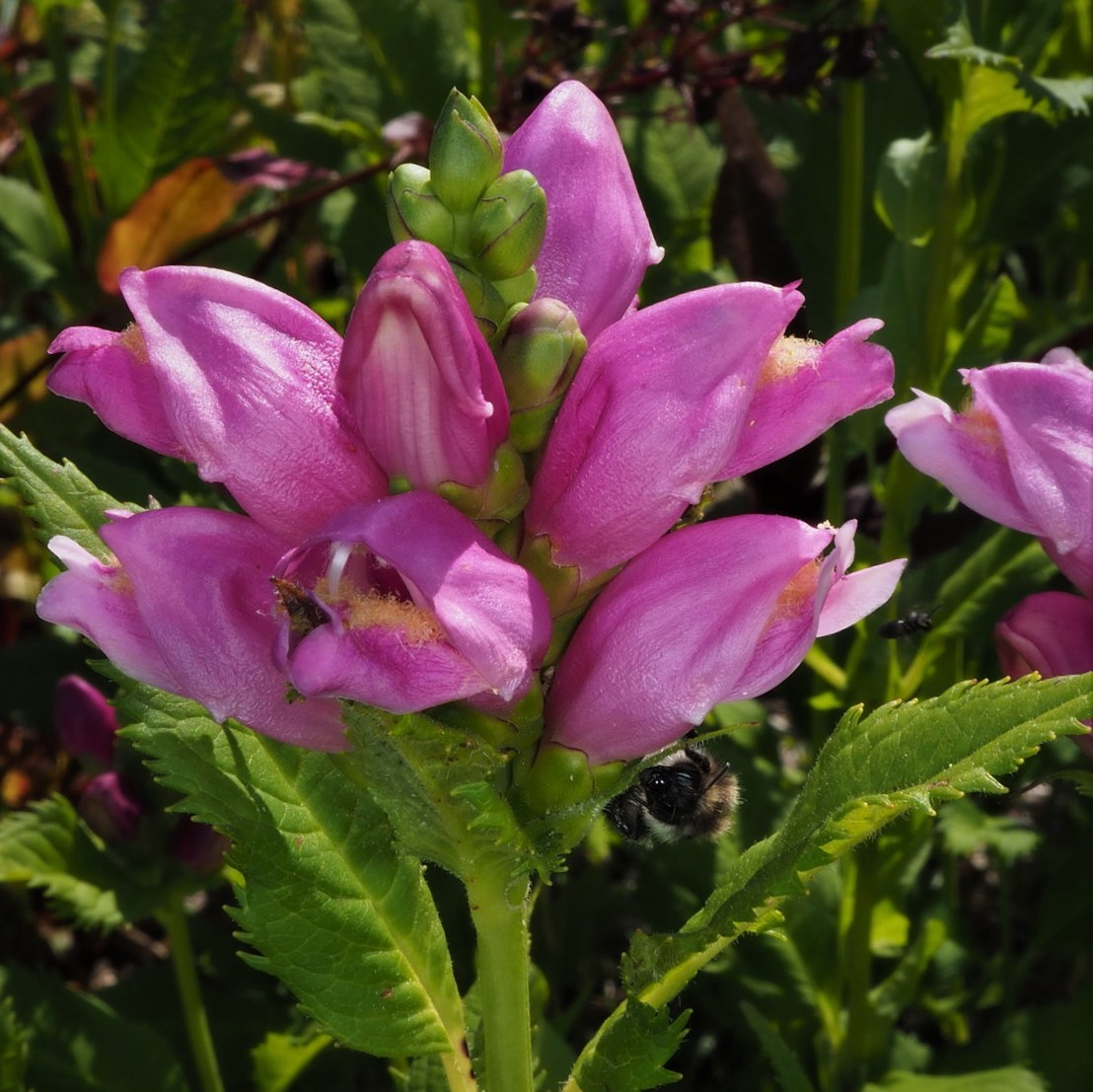 Duehoved | Chelone Obliqua | Staudemarken | Køb Stauder Her