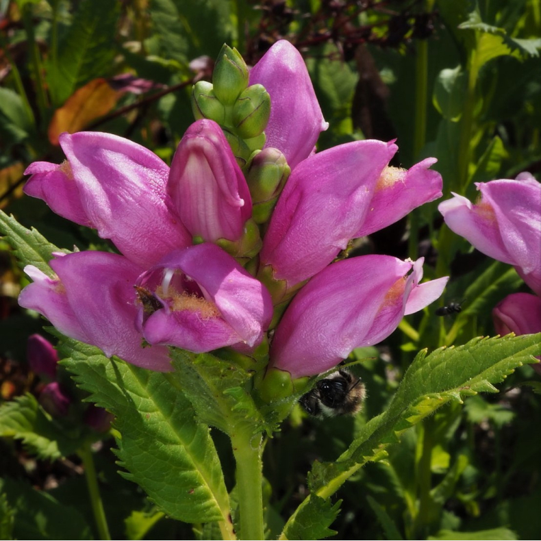 Chelone obliqua - Duehoved