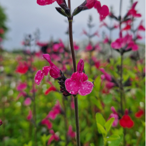 Salvia greggii Cherry Lips- Solbrsalvie Vinterly krves