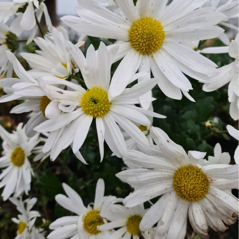 Chrysanthemum Elaines Hardy White - Vinterasters