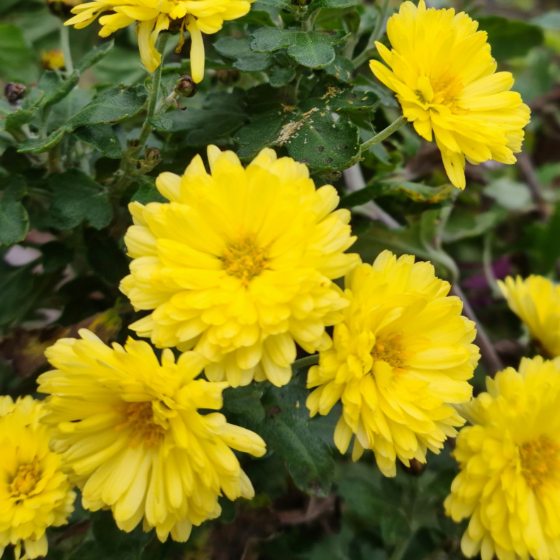 Chrysanthemum Nantyderry Sunshine - Vinterasters 