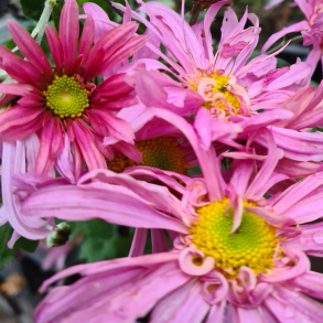 Chrysanthemum Rose Madder - Vinterasters