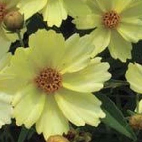 Coreopsis grandiflora Full Moon - Sk�nheds�je