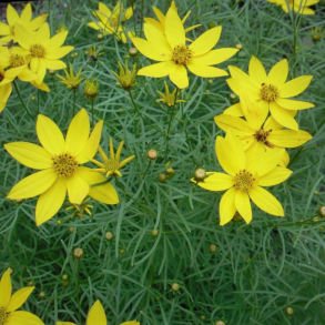 Coreopsis verticillata Zagreb - Sk�nheds�je 1L