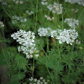 Coriandrum sativum - Koriander 1 rig krydderurt