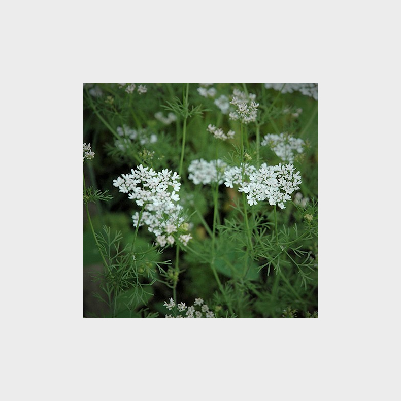 Coriandrum sativum - Koriander 1 �rig krydderurt