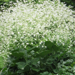 Crambe cortifolia - K�mpesl�r 1,5L
