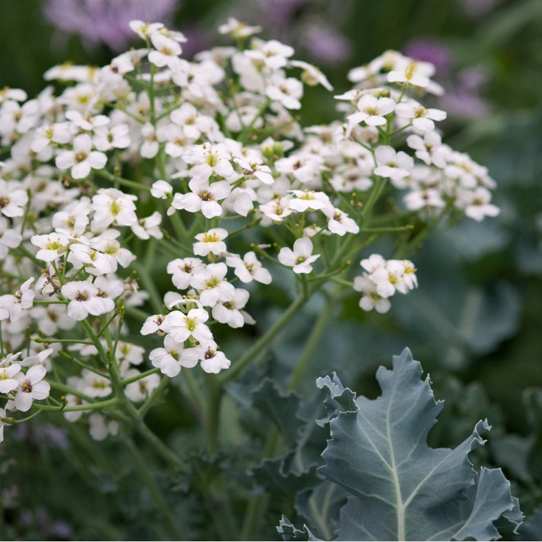 Crambe maritima - Strandkl 2L