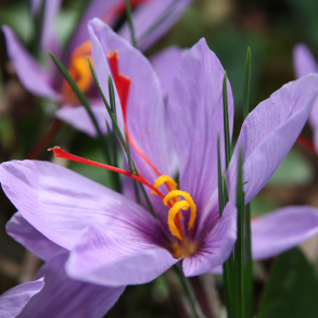 Crocus sativus - Safrankrokus 10 l�g str. 10/+ ikke i potte