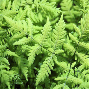 Currania dryopteris Plumosum - Egebregne