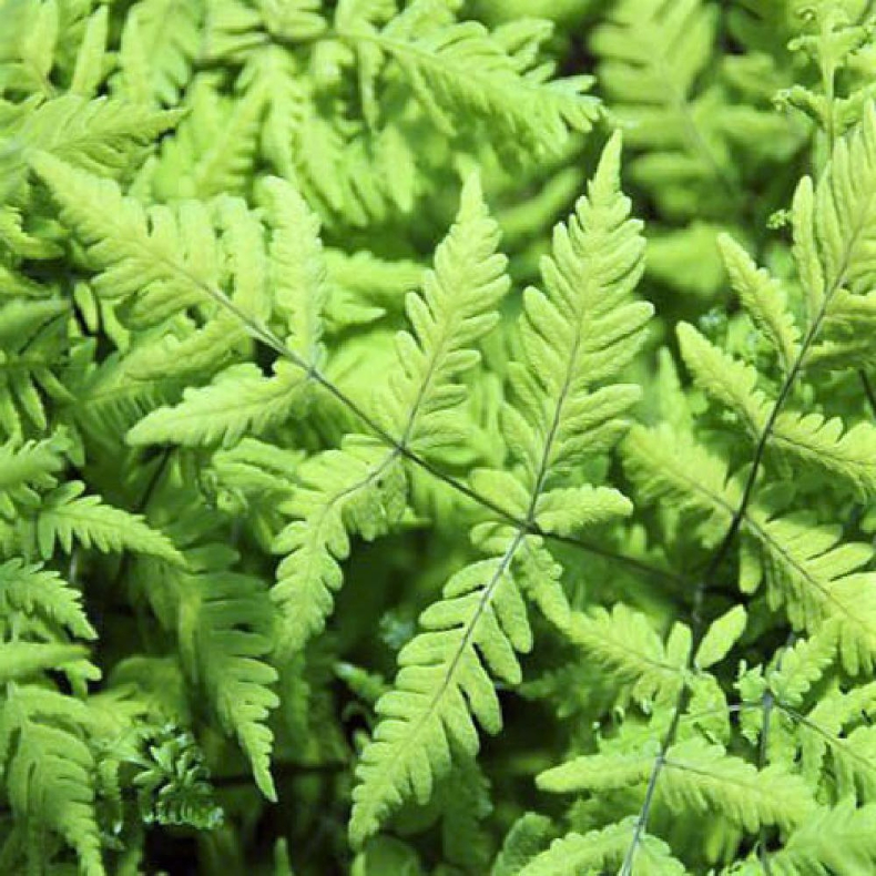 Currania dryopteris Plumosum - Egebregne