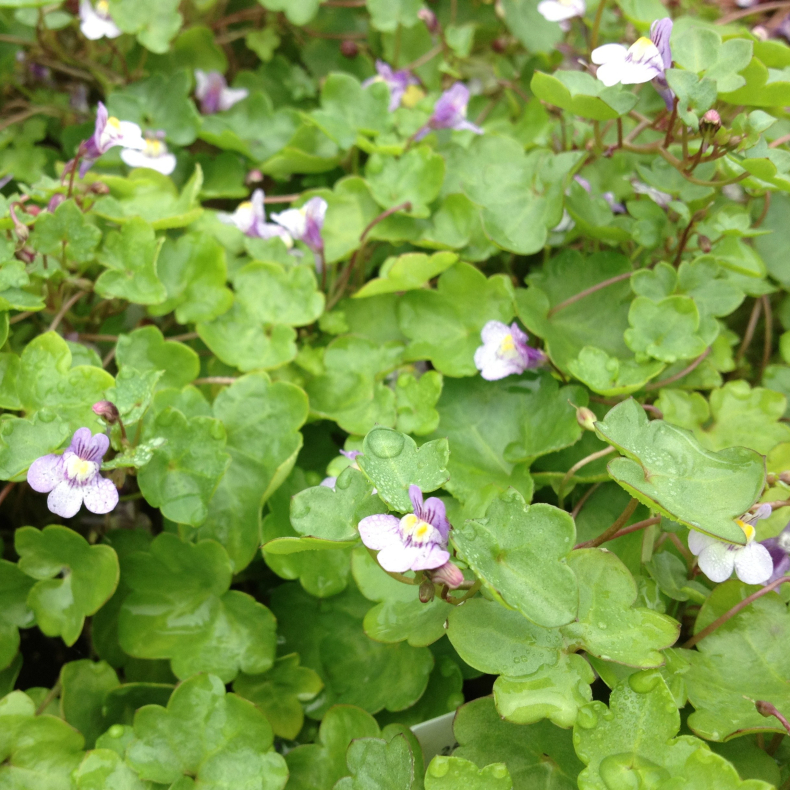 Cymbalaria muralis - Vedbend torskemund