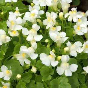 Cymbalaria pallida Alba - Italiensk Vedbendtorskemund