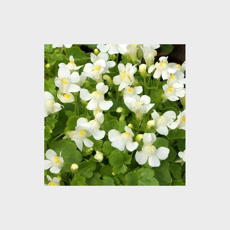 Cymbalaria pallida Alba - Italiensk Vedbendtorskemund