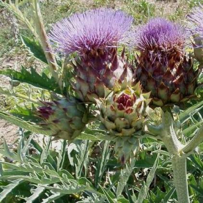 Cynara scolymus - Artiskok 