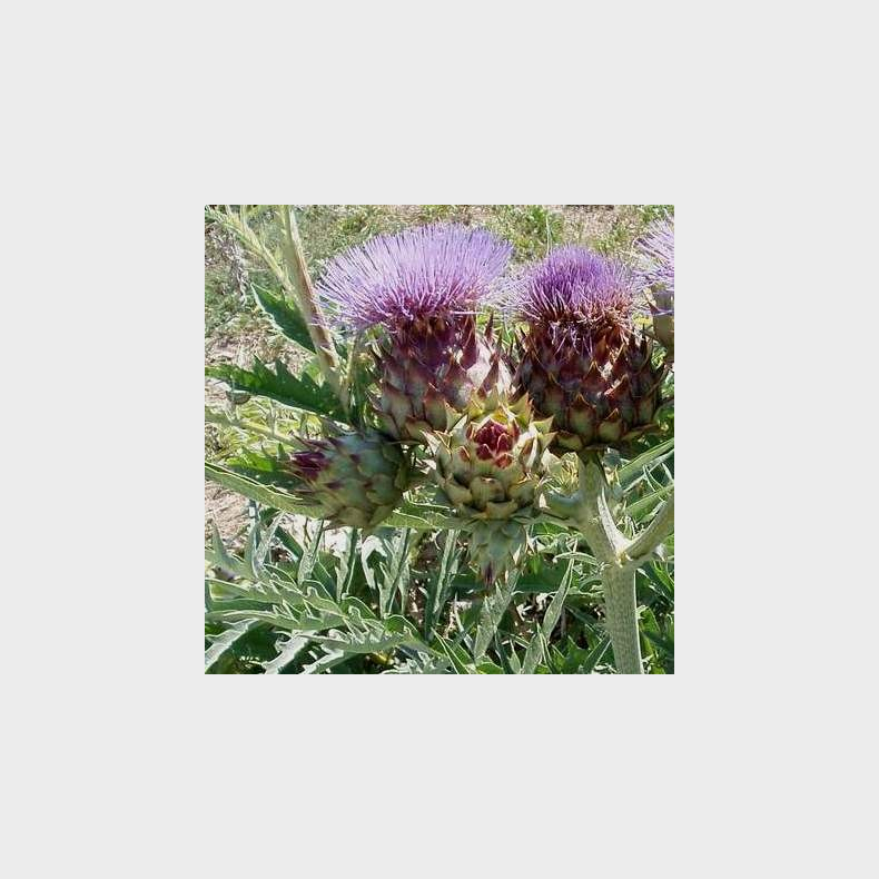 Cynara scolymus - Artiskok 