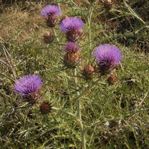 Cynara Cardunculus ssp.flavescens - Kardontidsel