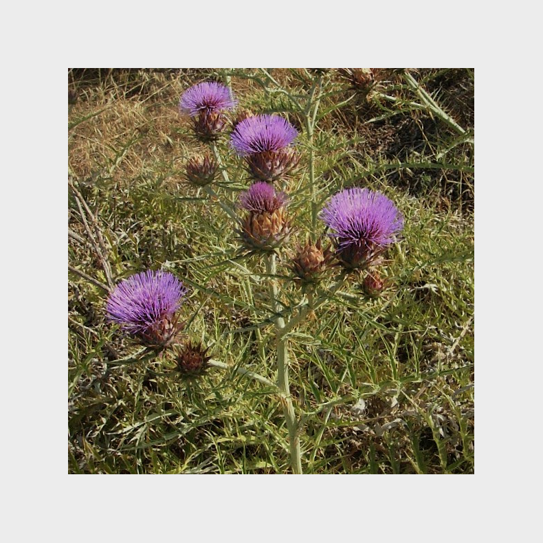 Cynara Cardunculus ssp.flavescens - Kardontidsel