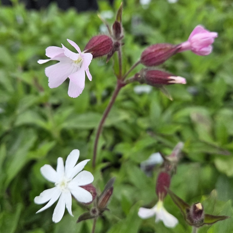 Silene dioica - Dagpragtstjerne x Aftenpragtsjerne
