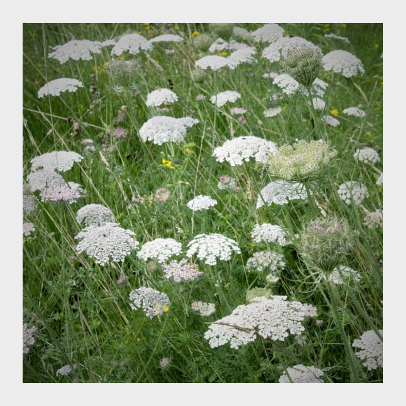Daucus carota ssp. carota - Vild gulerod botanisk