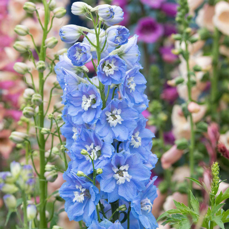 Delphinium magic fountain Sky Blue -  Ridderspore