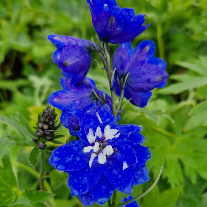 Delphinium pacific King Arthur - Ridderspore