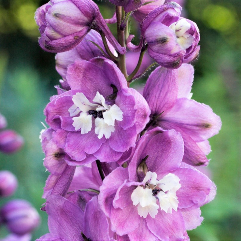 Delphinium  M F Deep rose White Bee -  Ridderspore 