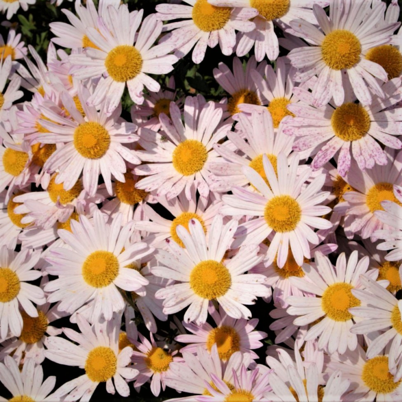Dendranthema arcticum Roseum - Gr�nlandsk marguerit