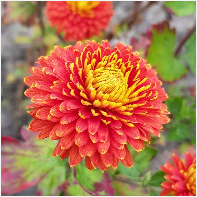 Chrysanthemum Bronze  - Gammeldags vinterasters