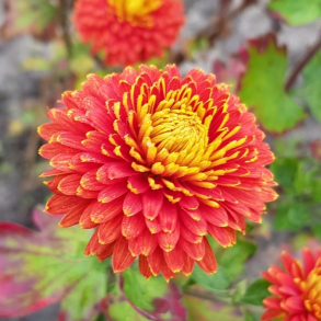 Chrysanthemum Bronze  - Gammeldags vinterasters