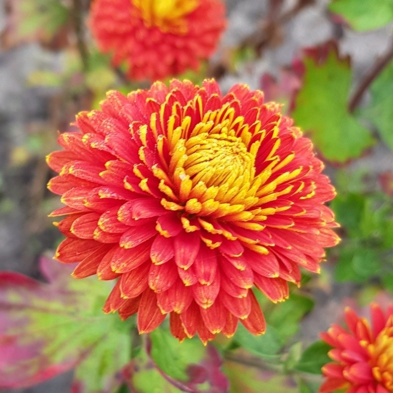 Chrysanthemum Bronze  - Gammeldags vinterasters