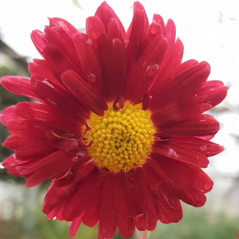 Chrysanthemum indicum Ceddie Mason - Vinterasters