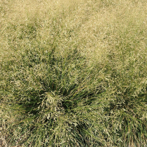 Deschampsia cespitosa Goldtau - Mosebunke 