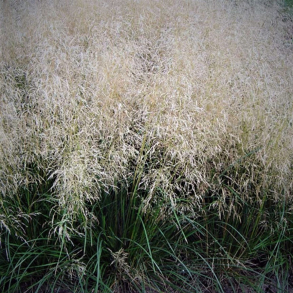 Deschampsia cespitosa Palava - Mosebunke