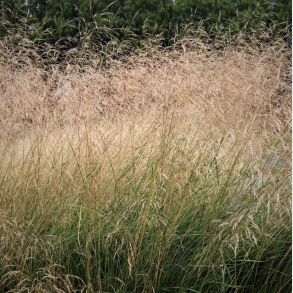 Deschampsia cespitosa Schottland - Mosebunke