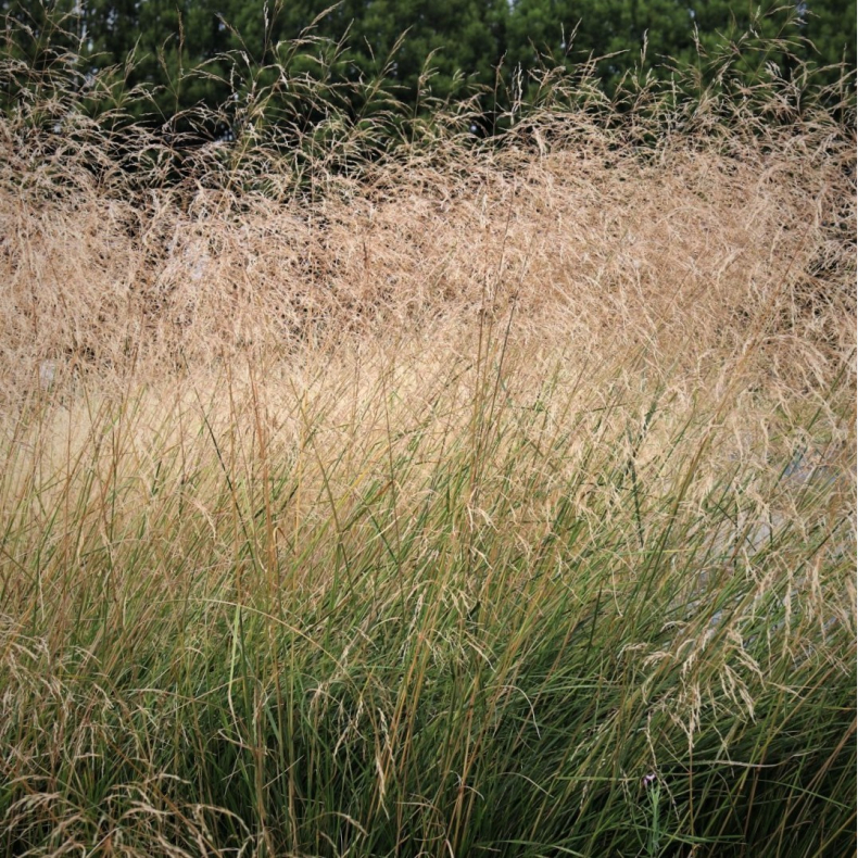 Deschampsia cespitosa Schottland - Bunke
