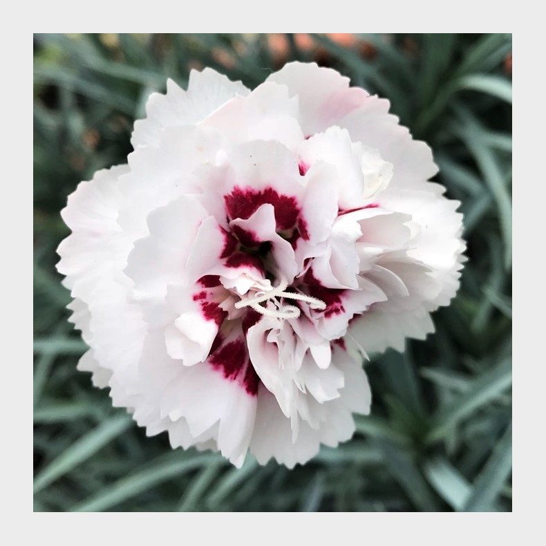 Dianthus Cranmere Pool - Nellike