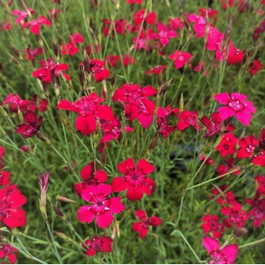 Dianthus deltoides Brilliant - Bakke-Nellike