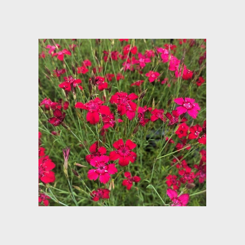 Dianthus deltoides Brilliant - Bakke-Nellike