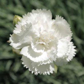 Dianthus plumarius Albus Plenus - Fjernellike