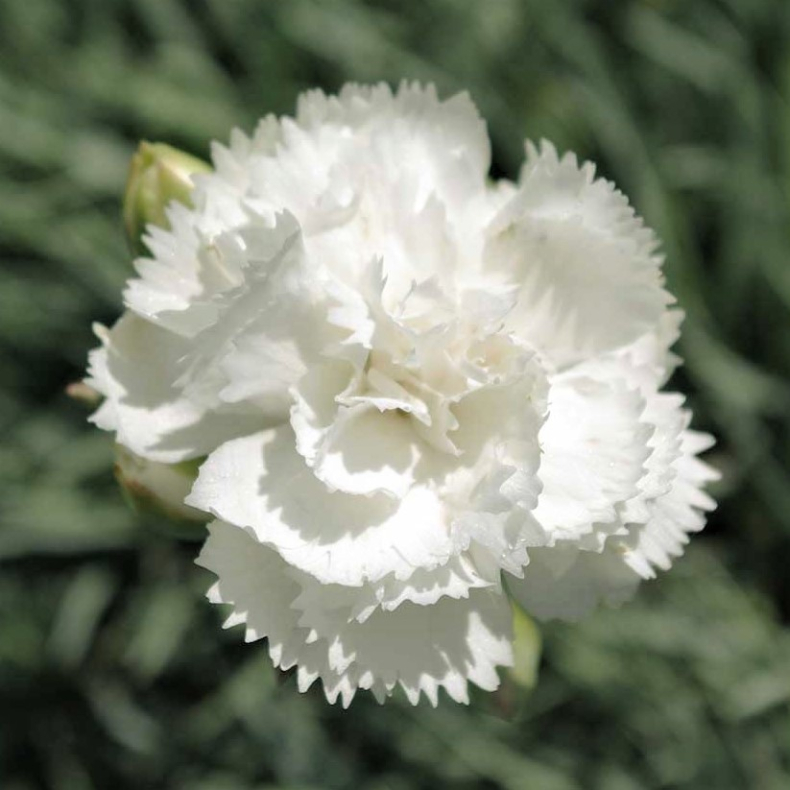 Dianthus plumarius Albus Plenus - Fjernellike