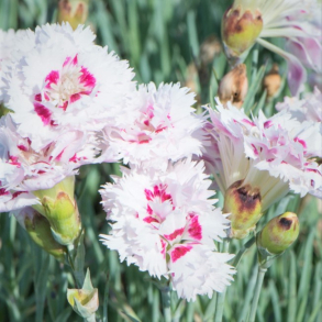Dianthus plumarius Ine - Fjernellike