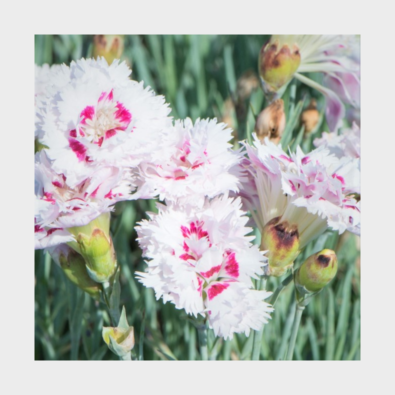 Dianthus plumarius Ine - Fjernellike